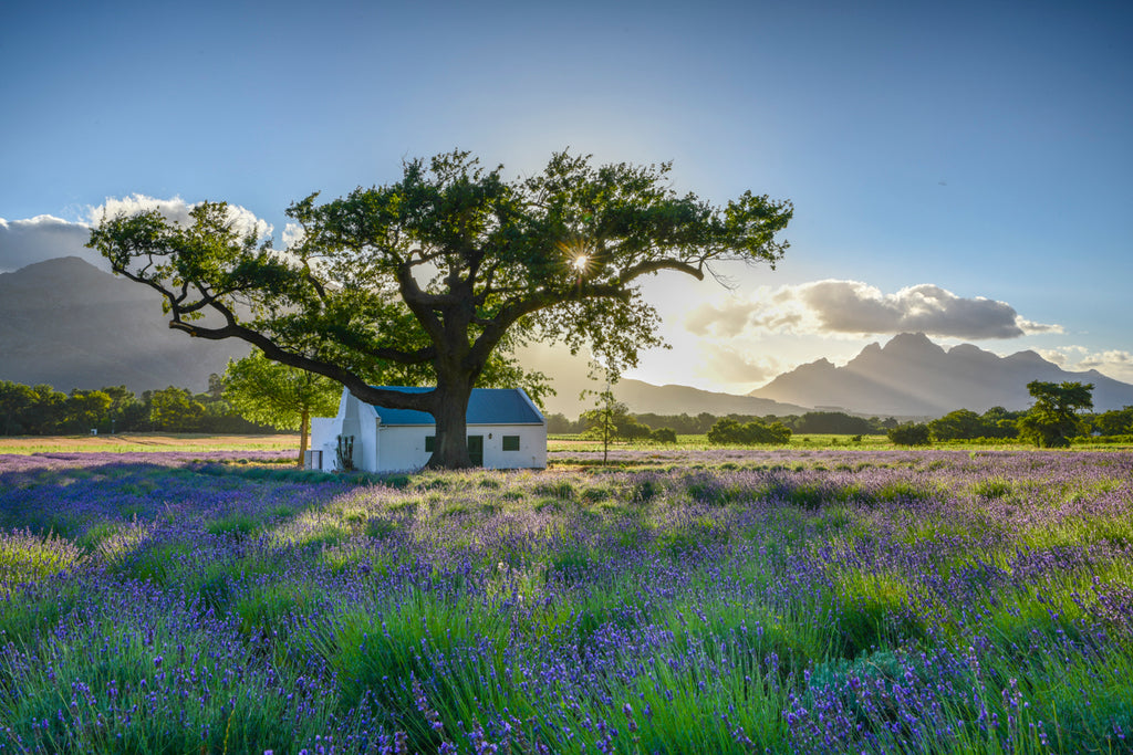 A Season of Lavender at La Motte