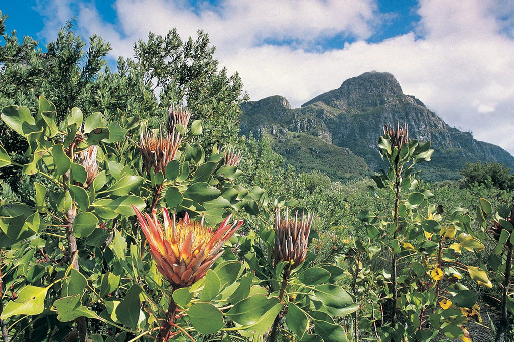 Hiking Trail reopens to floral splendour