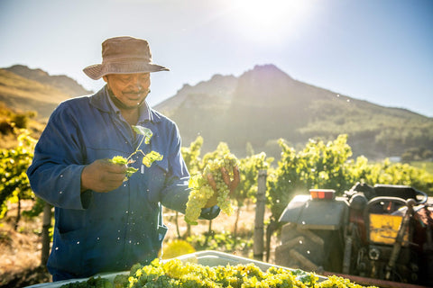 La Motte Harvest Experience: 05 February 2025