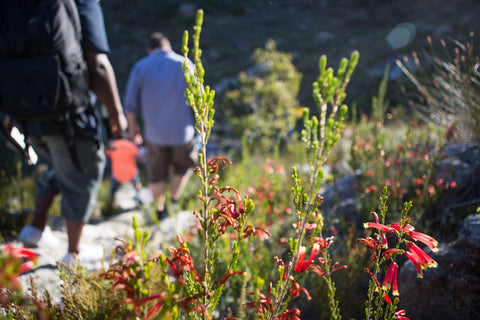 Franschhoek Hiking Trail | Franschhoek Wineries