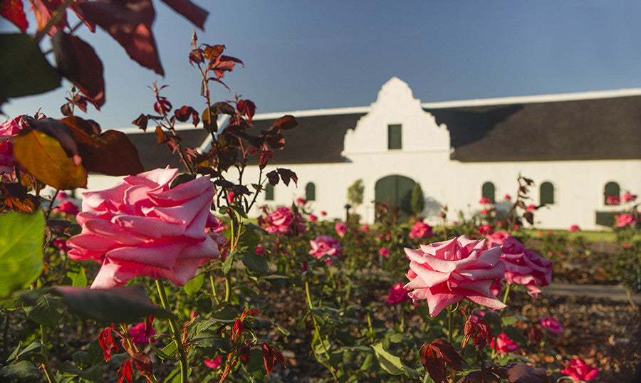 La Motte opens private rose garden for Franschhoek Open Gardens