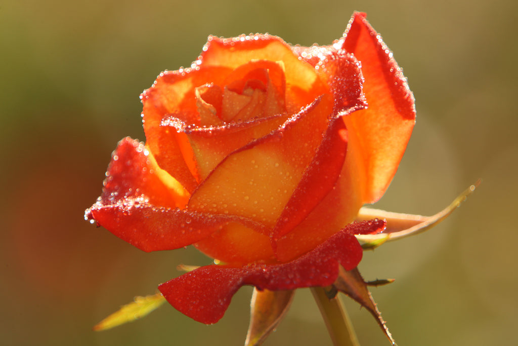 Visit our rose garden during Franschhoek Open Gardens