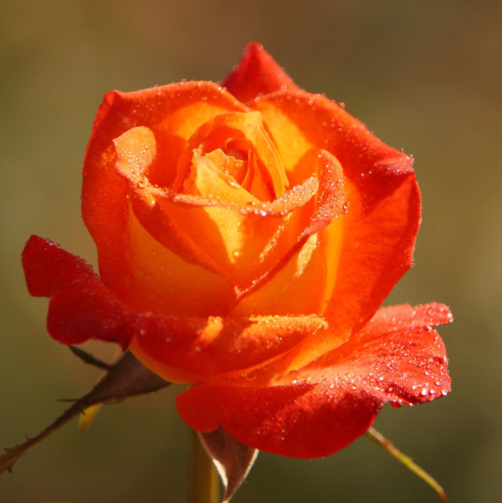 The La Motte Rose Garden