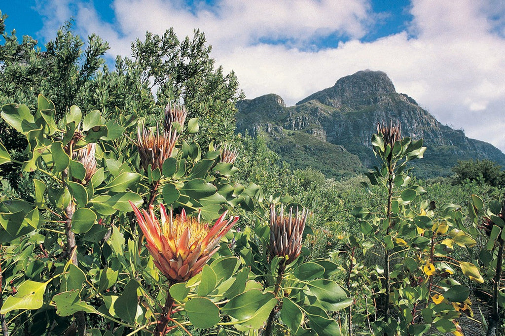 A harmony of Proteas