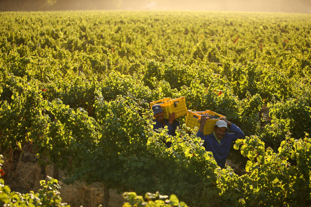 To have a harvest is a blessing - even in 2021