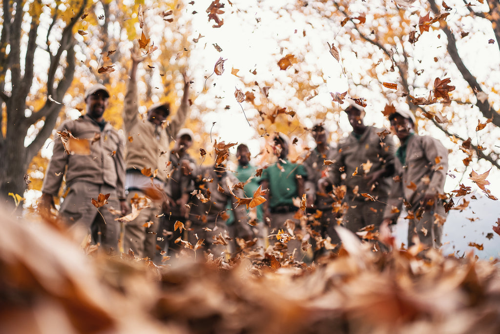 The colourful story of leaves