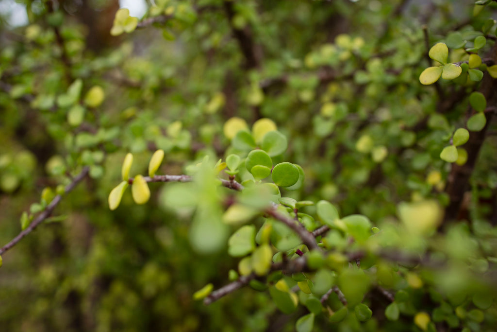 Celebrate Spring by planting a versatile Porkbush!