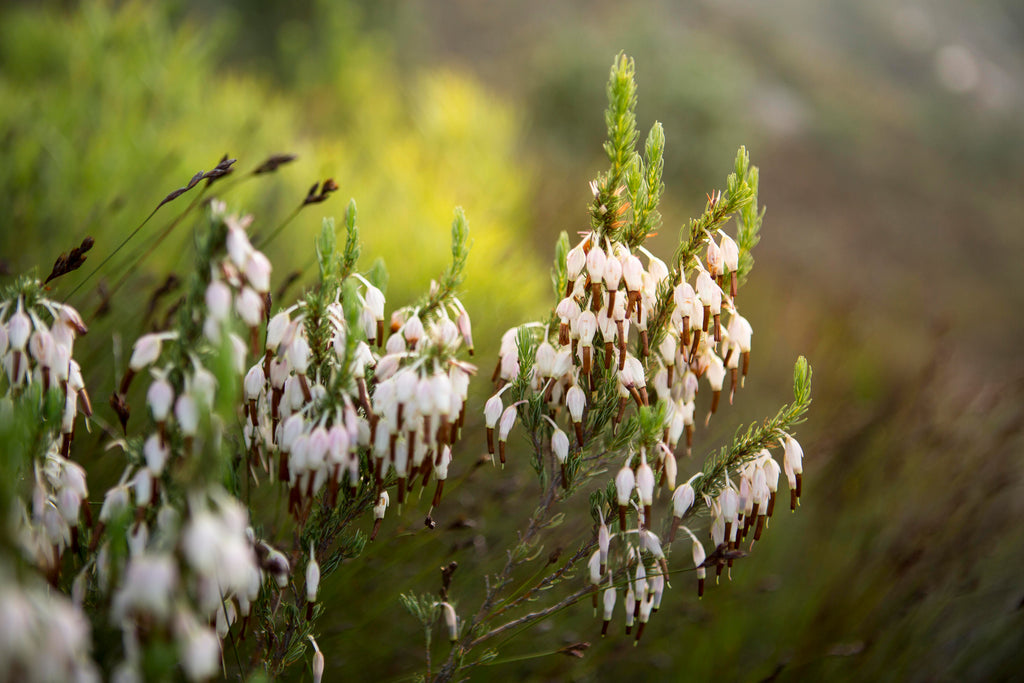 A celebration of flora