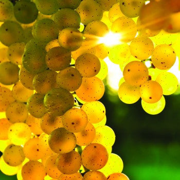 Chardonnay – one of the wine trends for this year.