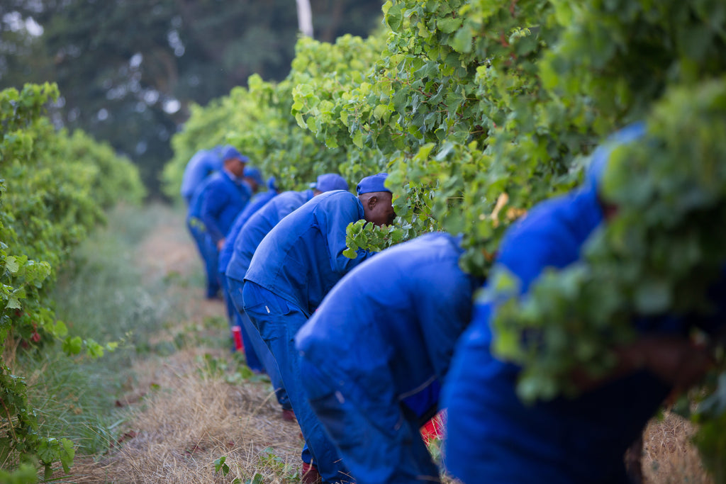 2013 South African Wine Grape Harvest Report