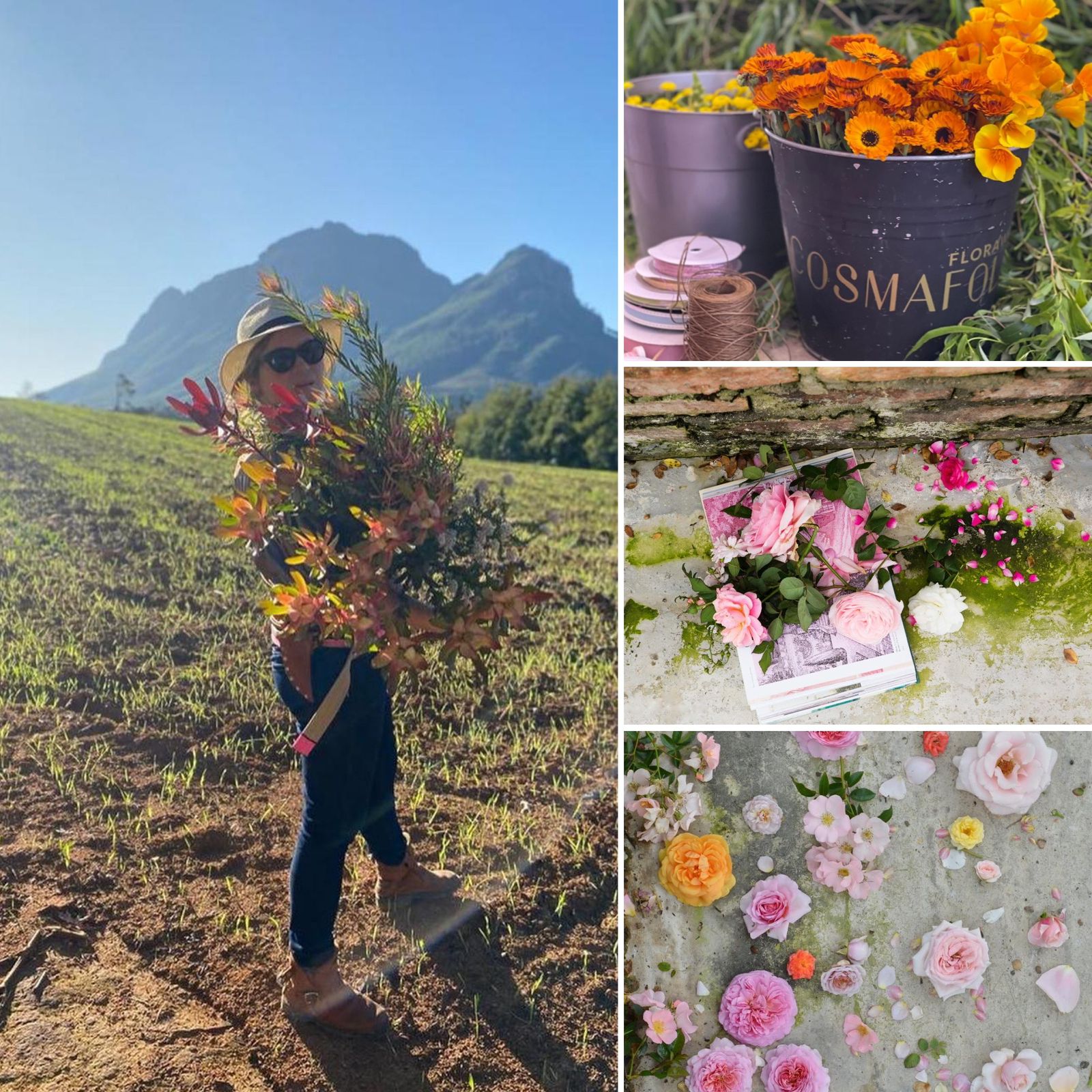 Rose Events – Stellenbosch Garden Town: “Growing Beauty Without Pesticides”, by Anja Taschner : 01 November 2025