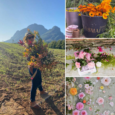 Rose Events – Stellenbosch Garden Town: “Growing Beauty Without Pesticides”, by Anja Taschner : 01 November 2025