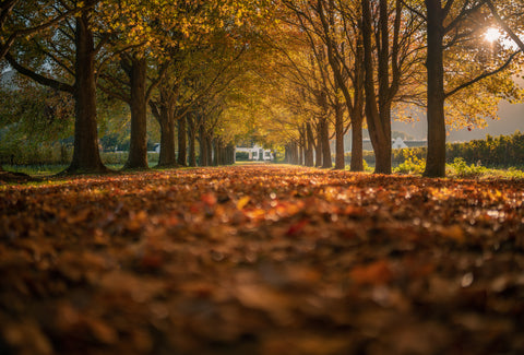 The Franschhoek Open Gardens: Friday 7th, Saturday 8th and Sunday 9th November 2025