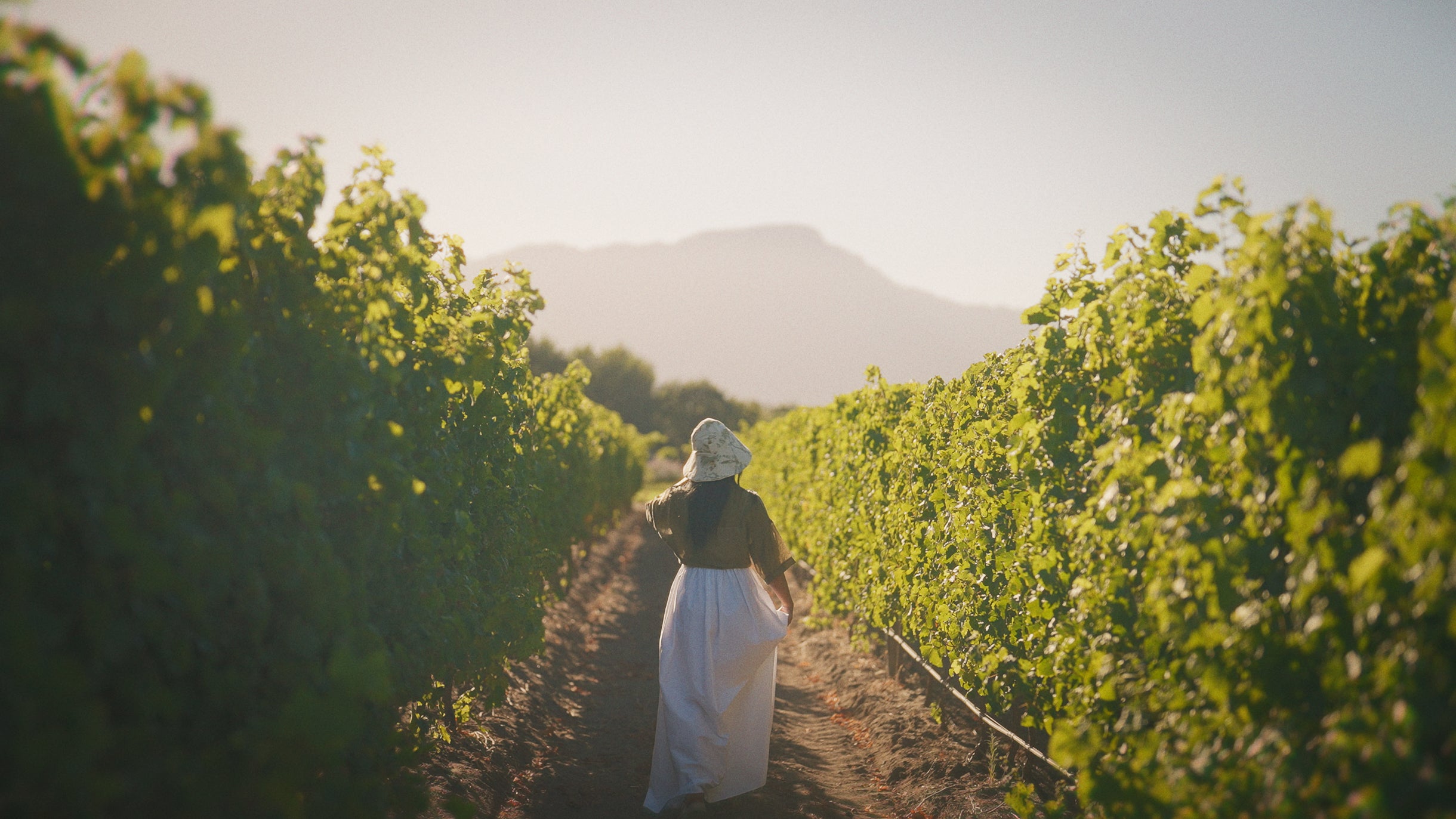 La Motte Harvest Experience: 11 February 2026 - La Motte Wine Estate